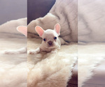 Puppy Pearl French Bulldog