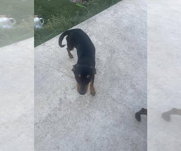 Medium Photo #1 Chihuahua Puppy For Sale in San Antonio, TX, USA