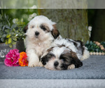 Image preview for Ad Listing. Nickname: Litter of 2