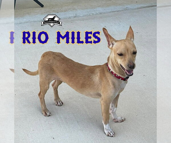 Medium Photo #9 Dachshund-Unknown Mix Puppy For Sale in San Antonio, TX, USA