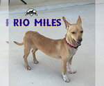 Small Photo #9 Dachshund-Unknown Mix Puppy For Sale in San Antonio, TX, USA