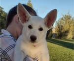 Small Photo #14 German Shepherd Dog Puppy For Sale in TONOPAH, NV, USA
