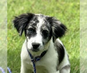 Beagle-Chihuahua Mix Dogs for adoption in Yardley, PA, USA