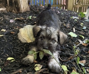 Schnauzer (Miniature) Litter for sale in SILVER SPRING, MD, USA