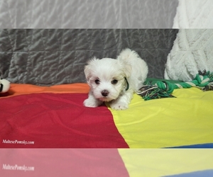 Maltese Puppy for Sale in OCALA, Florida USA