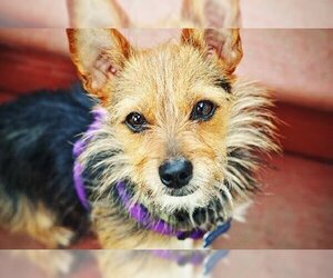Australian Terrier-Unknown Mix Dogs for adoption in Milpitas, CA, USA