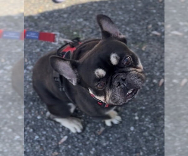 Medium Photo #1 French Bulldog Puppy For Sale in St. Louis Park, MN, USA