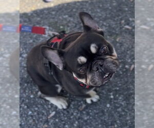 French Bulldog Dogs for adoption in St. Louis Park, MN, USA