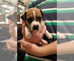 Small Photo #1 Rat Terrier Puppy For Sale in TIMPSON, TX, USA