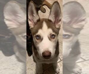 Siberian Husky Puppy for sale in HOMEWOOD, IL, USA