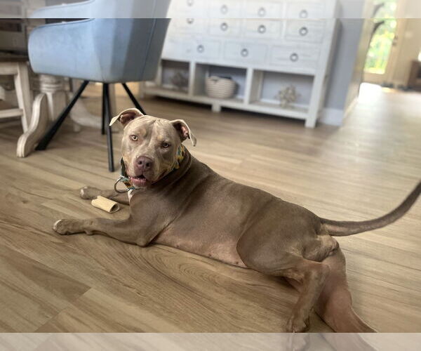 Medium Photo #2 American Staffordshire Terrier-Unknown Mix Puppy For Sale in Arlington, VA, USA