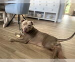Small #1 American Staffordshire Terrier Mix