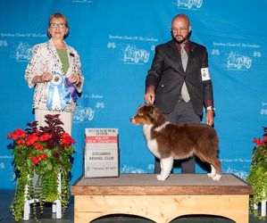 Father of the Miniature American Shepherd puppies born on 05/12/2025