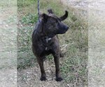 Small #3 Basenji-German Shepherd Dog Mix