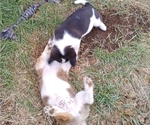 Small Photo #43 Border Collie-Pembroke Welsh Corgi Mix Puppy For Sale in CHILOQUIN, OR, USA