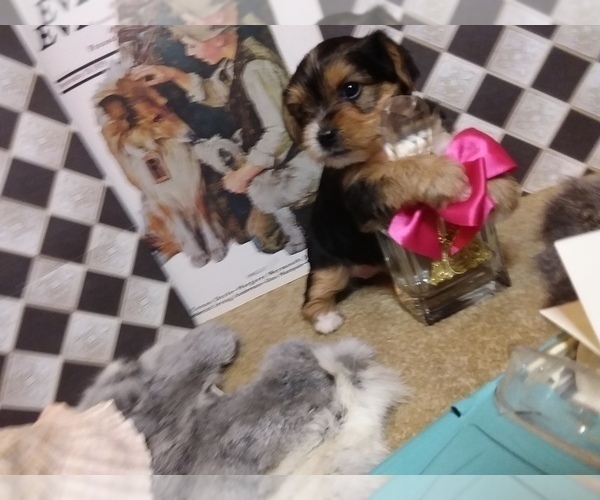 Medium Photo #1 Yorkshire Terrier Puppy For Sale in AUSTIN, TX, USA