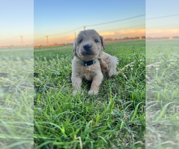 Medium Photo #7 Golden Retriever Puppy For Sale in CHINA SPRING, TX, USA