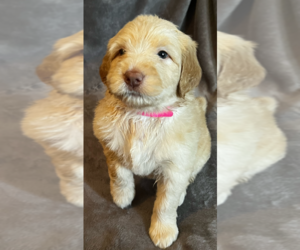 Australian Labradoodle Puppy for sale in HEMET, CA, USA
