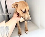 Small #1 Carolina Dog Mix