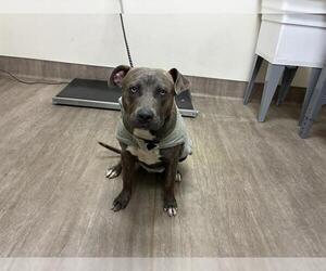 Mutt Dogs for adoption in Pasadena, CA, USA