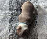 Puppy Dark blue band Boston Terrier