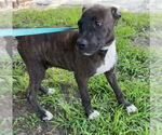 Small #1 Bulldog Mix