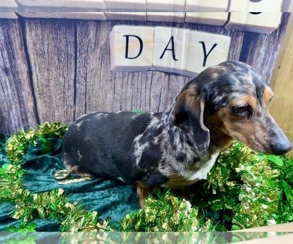 Medium Photo #11 Dachshund Puppy For Sale in CASSVILLE, MO, USA