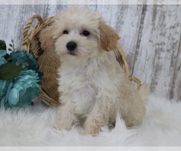 Medium Photo #4 Maltipoo Puppy For Sale in SHILOH, OH, USA