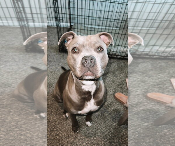 Medium Photo #1 American Pit Bull Terrier-Unknown Mix Puppy For Sale in McKinney, TX, USA