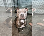 Small American Pit Bull Terrier Mix