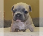 Puppy Adam French Bulldog