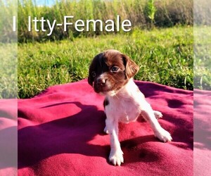 Medium Brittany