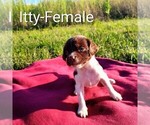 Puppy Itty Brittany