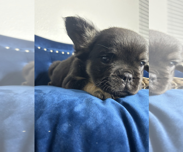 Medium Photo #20 French Bulldog Puppy For Sale in MILWAUKEE, WI, USA