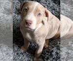 Small #7 American Bully