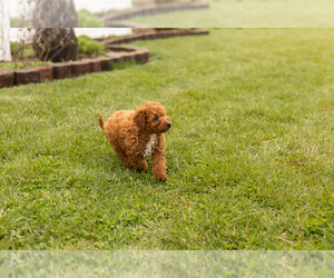 Goldendoodle (Miniature) Puppy for sale in TOPEKA, IN, USA