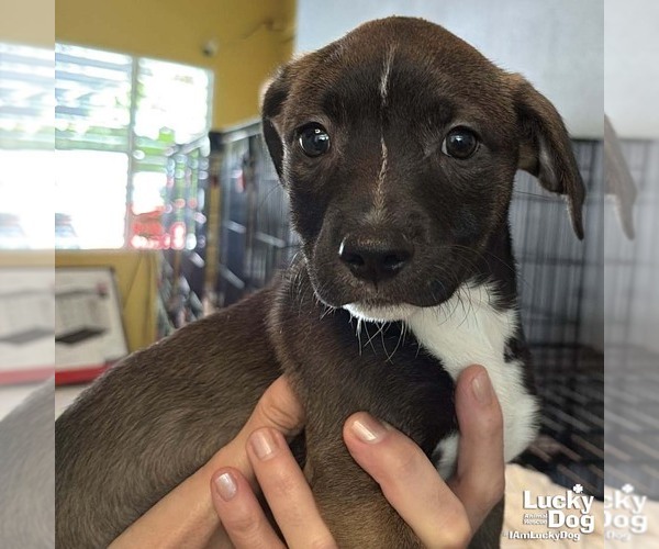 Medium Photo #2 Labrador Retriever-Unknown Mix Puppy For Sale in Washington, DC, USA