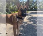Small German Shepherd Dog