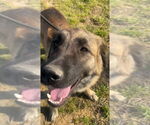 Small #1 Anatolian Shepherd Mix