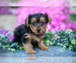 Puppy Hero YorkiePoo