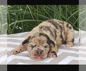Beabull Puppy for Sale in ARTHUR, Illinois USA