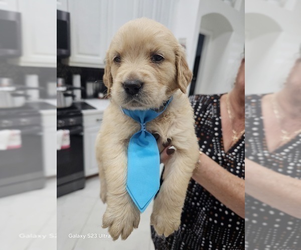 Medium Photo #15 Golden Retriever Puppy For Sale in ORLANDO, FL, USA