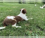 Small #1 Border Collie