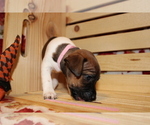 Puppy 0 Jack Russell Terrier