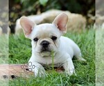 Small French Bulldog