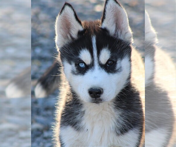 Medium Photo #5 Siberian Husky Puppy For Sale in STEVENS, PA, USA