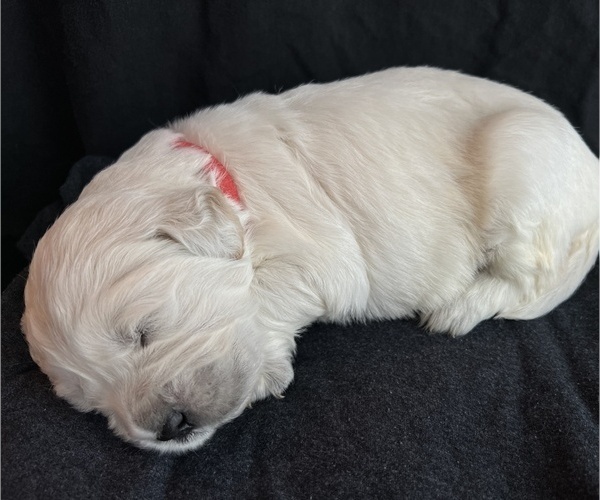 Medium Photo #4 Golden Retriever Puppy For Sale in ALPENA, MI, USA