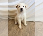 Small #2 Siberian Husky Mix