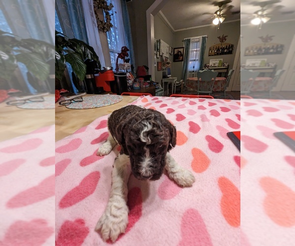 Medium Photo #6 Poodle (Standard) Puppy For Sale in COTTONWOOD, AL, USA