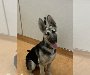 German Shepherd Dog Dogs for adoption in Martinez, CA, USA
